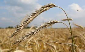 РИА: Китай в сентябре импортировал российскую пшеницу на $1,293 млн